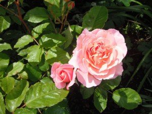 Blog rose